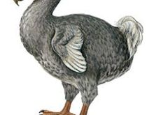 Dodo bird has been extinct for over 100+ years.