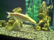 fish tank 018