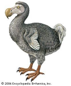 Dodo bird has been extinct for over 100+ years.