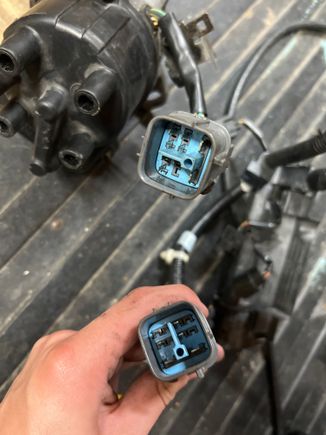 Distributor has female plug and so does harness