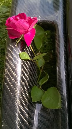 Carbon Rose