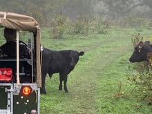 My wife loved the cows .....