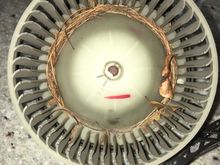 Pine needles in Disco fan.