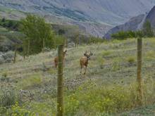 A couple of "terrified" deer just before the ascent, all most all of the fenced ranch land is posted no hunting no shooting.  The deer seem to know it.