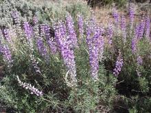 DeloresTriangleMay19,2012 001
