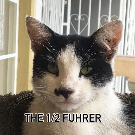 The cat 