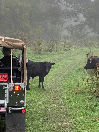 My wife loved the cows .....