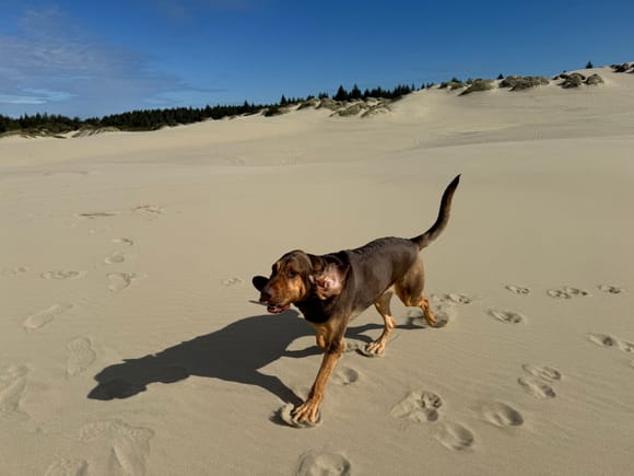 Bloodhounds love sand dunes