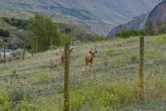 A couple of "terrified" deer just before the ascent, all most all of the fenced ranch land is posted no hunting no shooting.  The deer seem to know it.