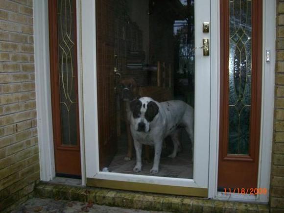 Spot (in foreground), a three year old, 120lbs. Old English Bulldog

Rex (in background), a four year old, 103 lbs. Boxer