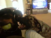 Moose the Mastiff puppy, tryn to steal the tennis ball from Jaxx the Rottweiler