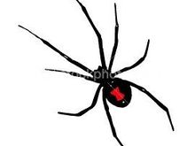 ist2 172401 black widow spider