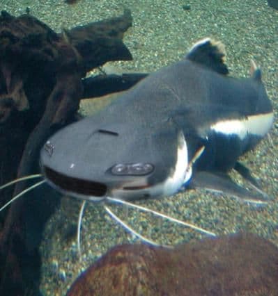 CamaroFish
