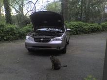 That poor kitty has no idea its about to become a snack