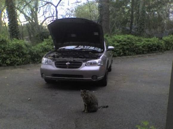 That poor kitty has no idea its about to become a snack