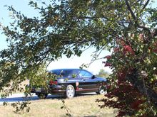 Fall colors thru the bush 