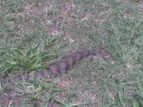 265 porting photos 017
blue tounge lizard