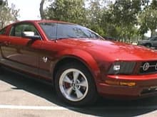 Mustang Small