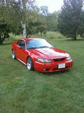 cobra front, day 1