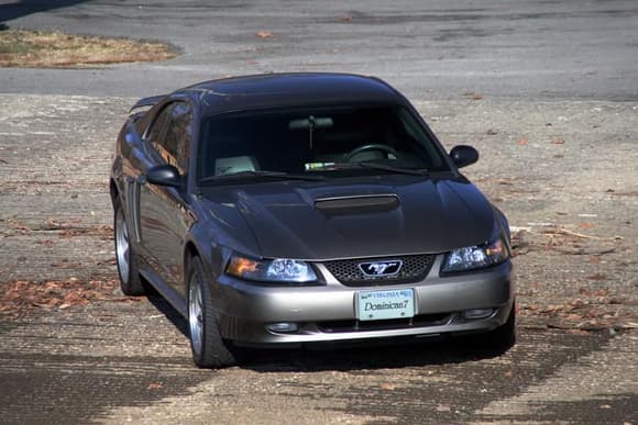 Photo Shoot at the local Park my Mustang Dominican7 Solo.