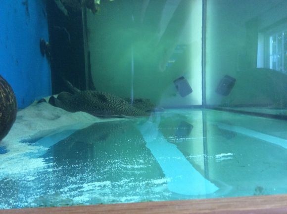 Just took this from the 3ft front to back side of the tank, it gives you some idea of their size