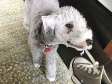 Bedlington puppy, going at a converse. 
