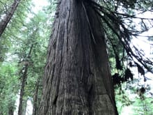Big Tree, Redwood National Park