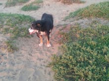 Finnegan enjoying a walk at Fort Funston