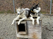 Kuma (left) and Kenai, two of my 4 usual suspects; all rescues