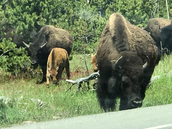 Big bison