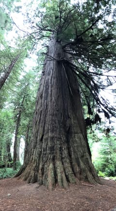 Big Tree, Redwood National Park