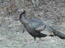 One of many turkeys in GSMNP