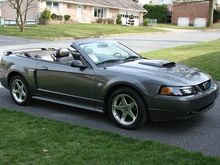 My New Stang