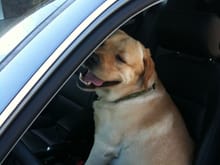 Here's a photo of my dog Reilly behind the wheel of his A4 Avant. He's not allowed behind the wheel of the Vantage.