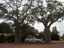Between a pair of 1,000 year old Boab Trees at Home Valley Station