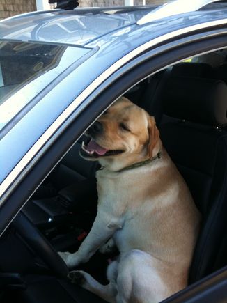 Here's a photo of my dog Reilly behind the wheel of his A4 Avant. He's not allowed behind the wheel of the Vantage.