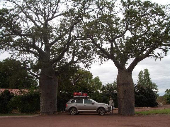 Between a pair of 1,000 year old Boab Trees at Home Valley Station