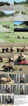 bear