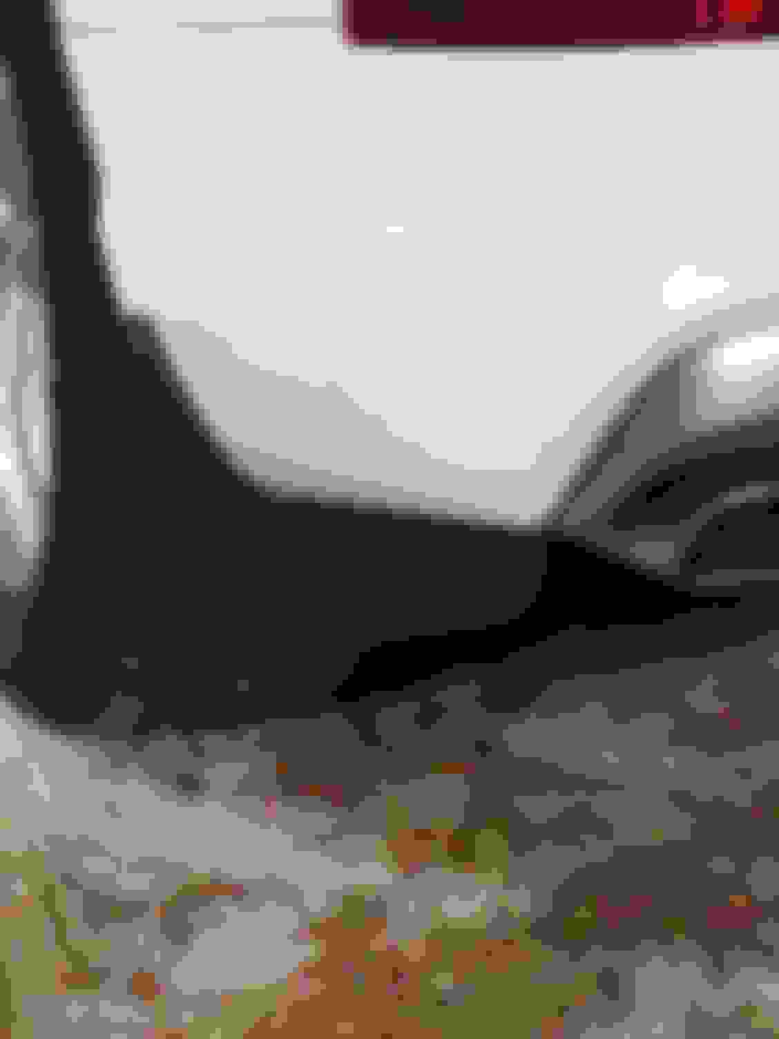 Splash Guards = Worth it? Any Pics? AudiWorld Forums