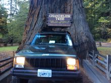 Red Woods
