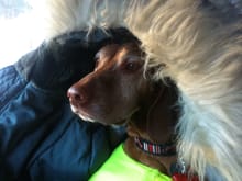My 7 year old Vizsla last winter in New England it was -20 out and she likes to wear my coat when I drive.