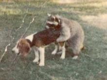 Coon Dog