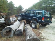 flexing on a log pile