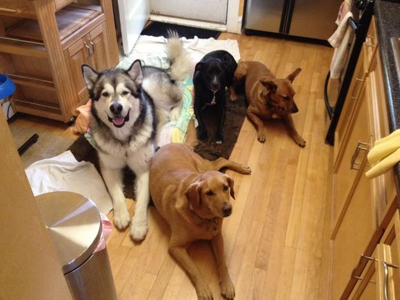 Samson and Mowgli have their friends for a sleep over.