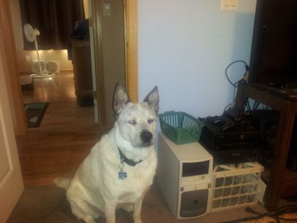 My dog Mack!