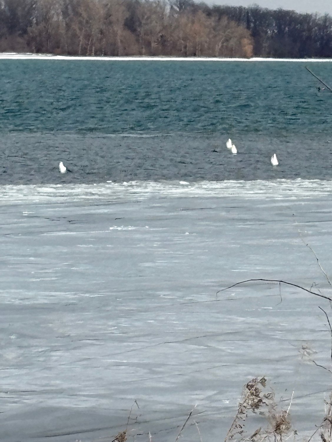They dive to get food 