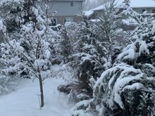 I just took the burlap wrapping off the junipers last Friday 
