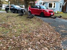 Wild turkeys roaming thru a lawn near Craigville Beach yesterday afternoon 