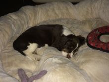 Little Farley , dreaming of hunting rabbits