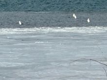 They dive to get food 